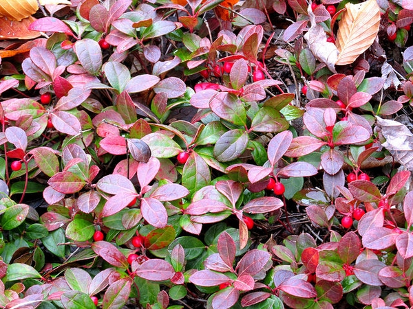 Gaultheria procumbens