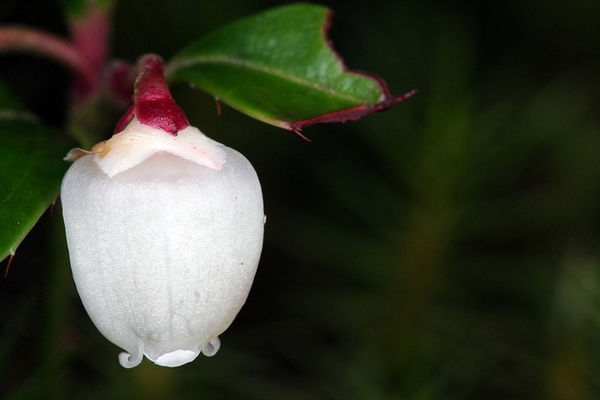 Gaultheria procumbens