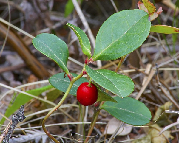 Gaultheria procumbens