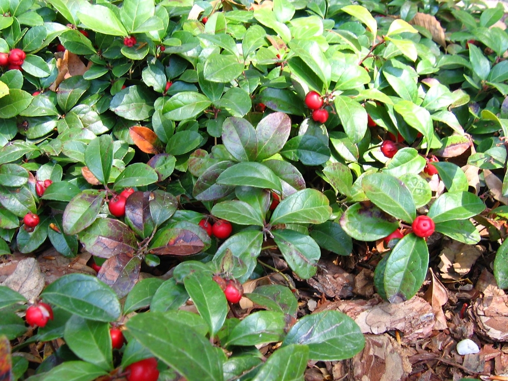 Form of G. procumbens