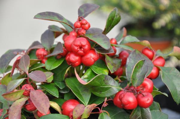 Gaultheria procumbens