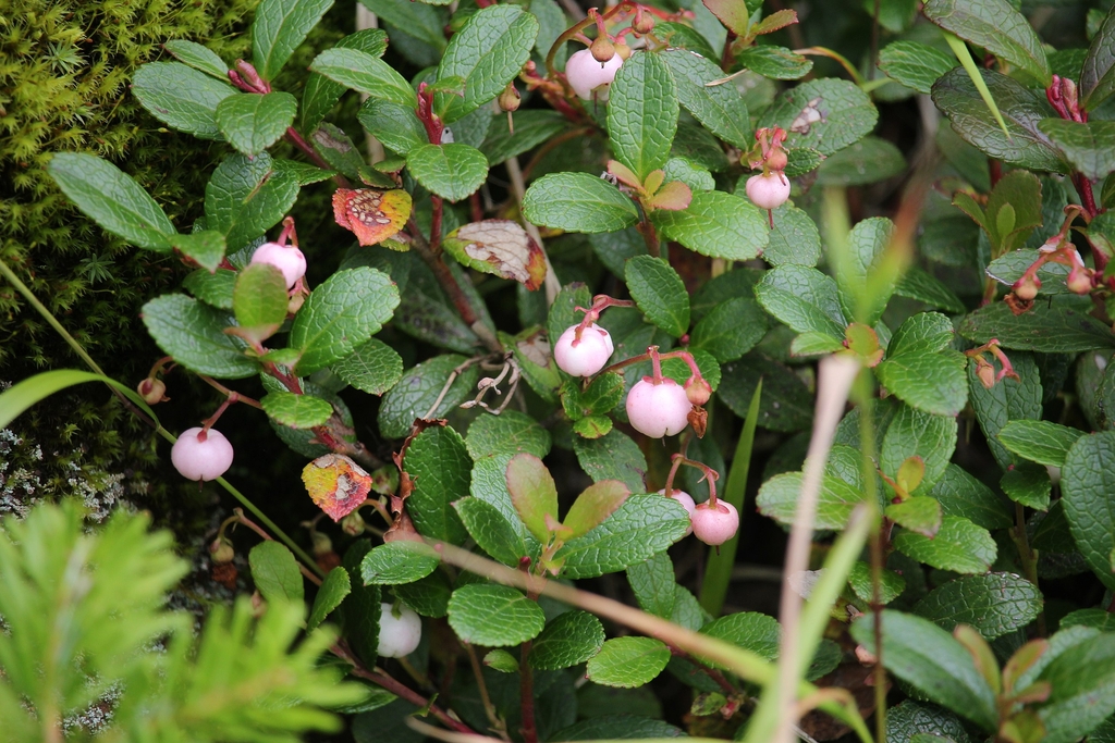 Fruits and leaves of G. pyroloides