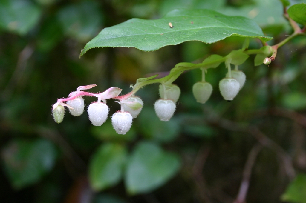 Flowers and leaves of G. shallon