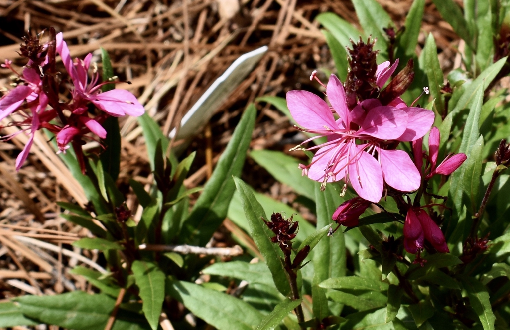 Oenothera lindheimeri