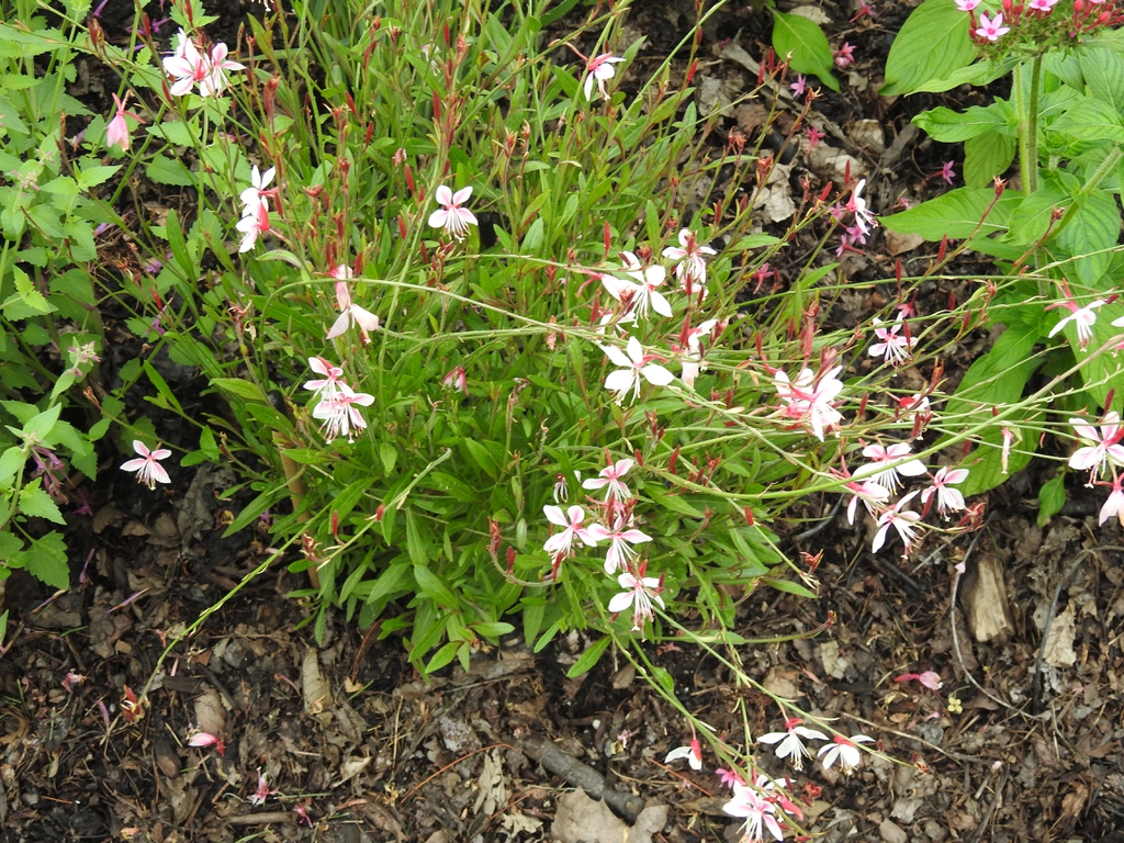 'Siskiyou Pink'