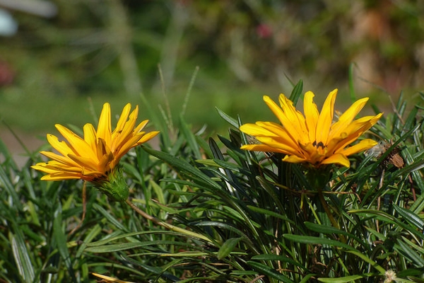 Flowers and leaves