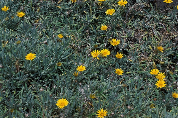 Form