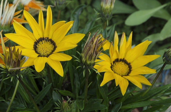 Flowers
