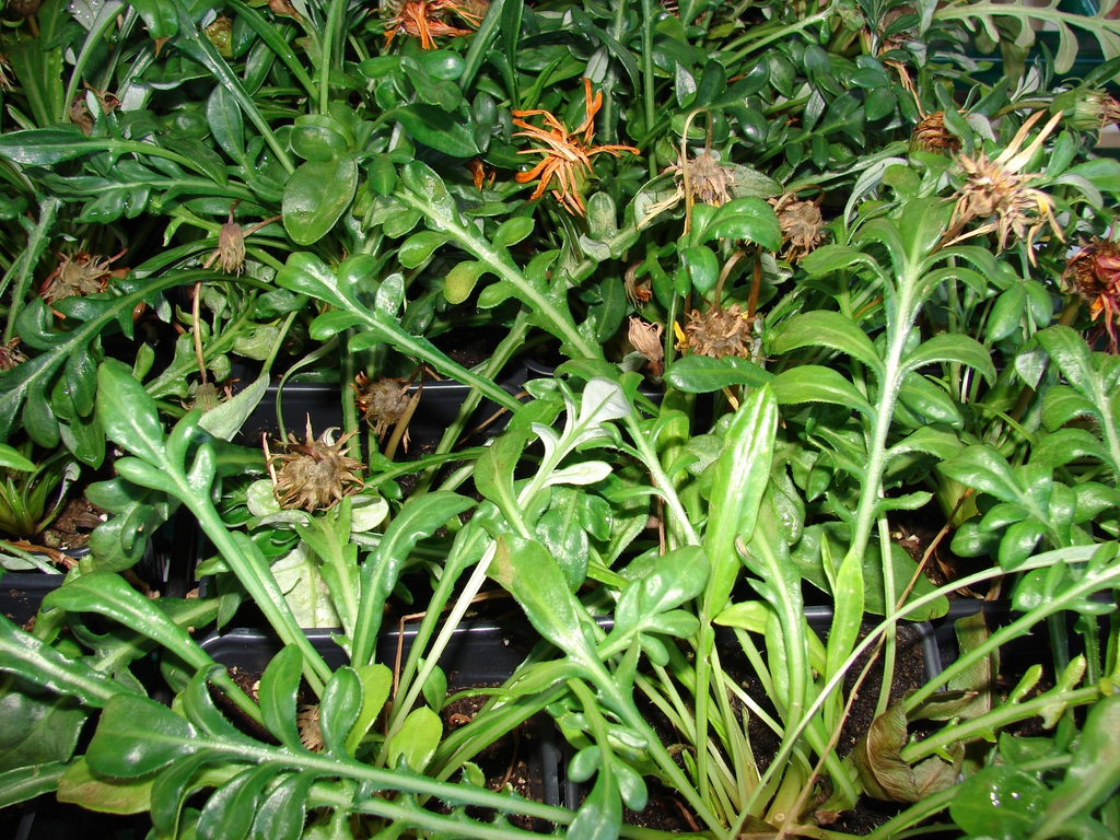 Leaves