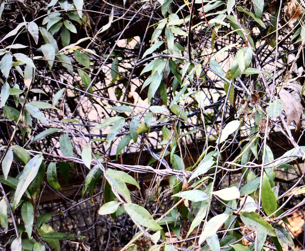 Wirey stems and opposite lanceolate leaves