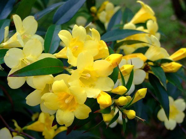 Clusters of yellow, trumpet-shaped flowers and pointed buds.