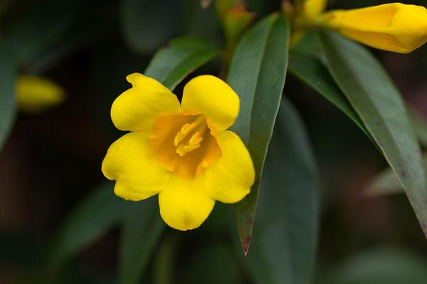 Close-up of yellow, funnel-shaped flower
