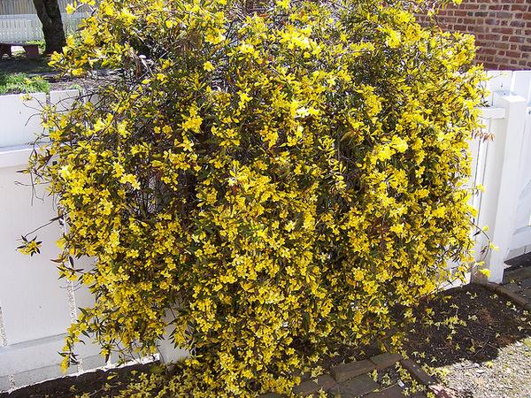 Climber densely covering a section of fence. 100s of flowers