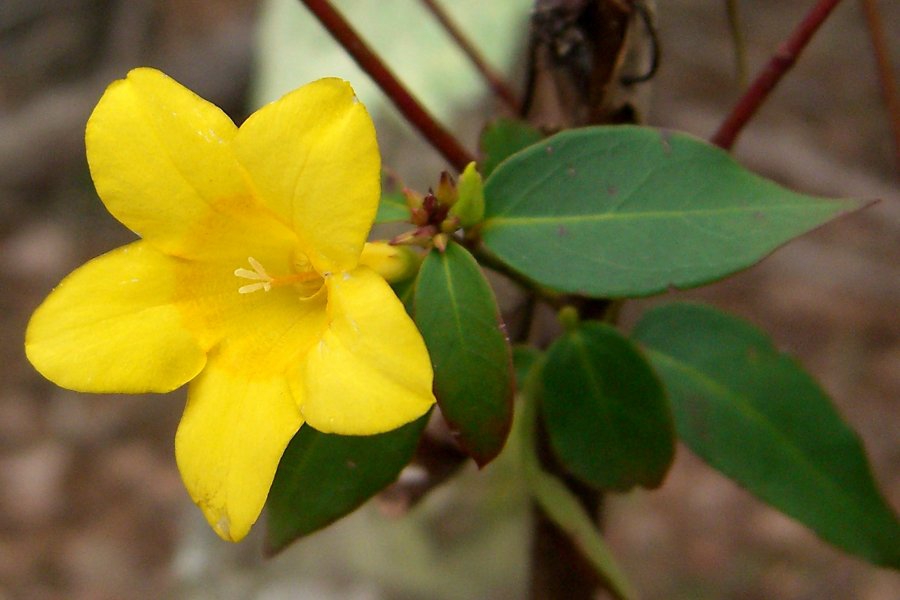 Flower and leaves