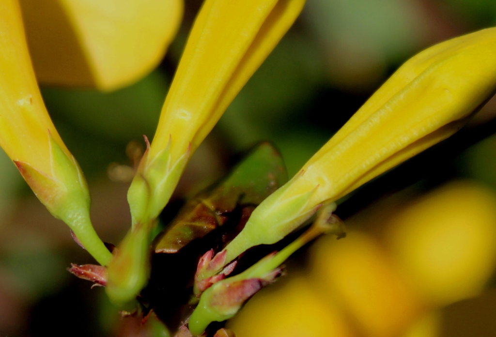 Flower buds