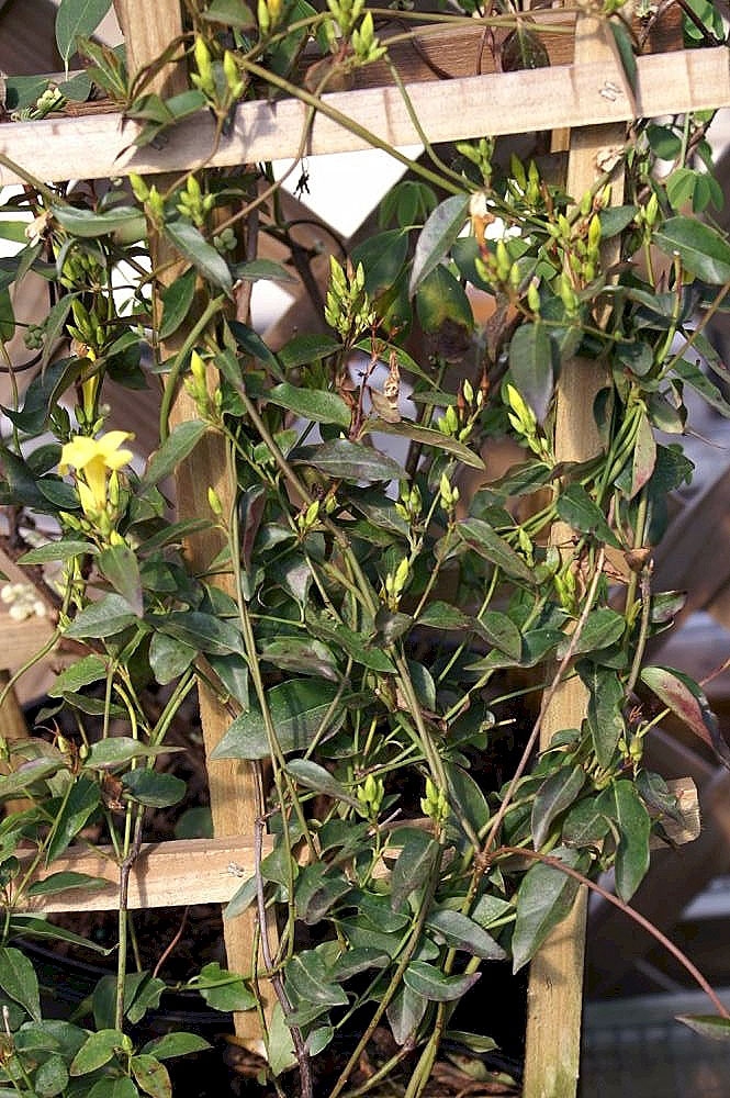 Growing on a trellis