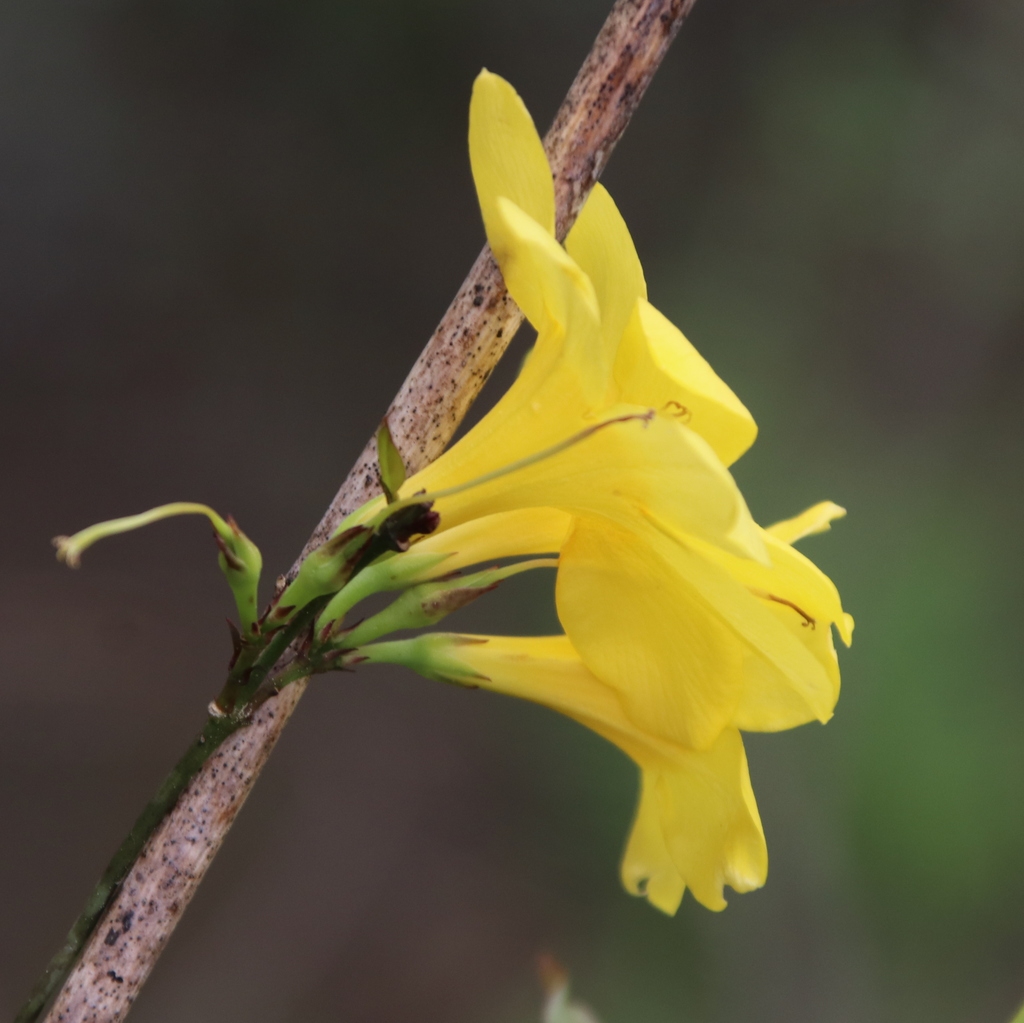 stem and side of flowers