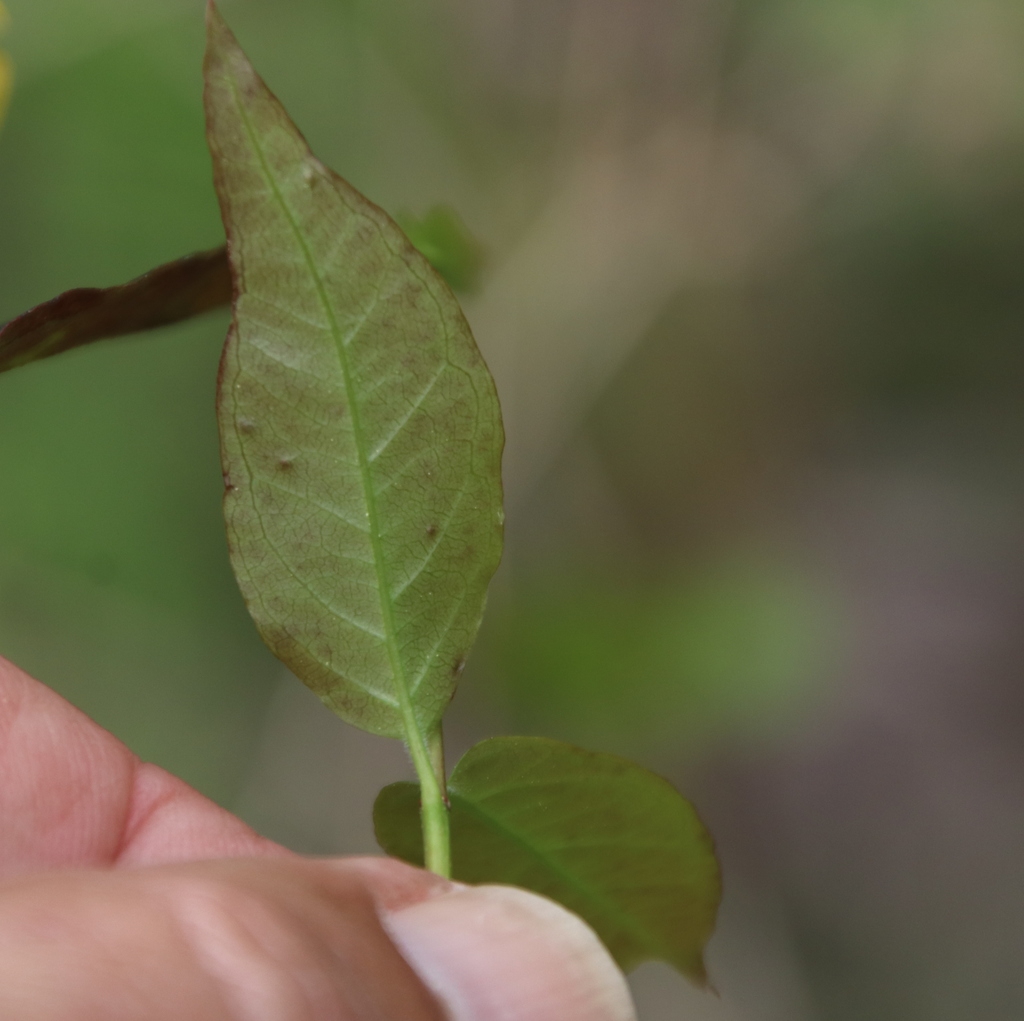 Underside of leaf