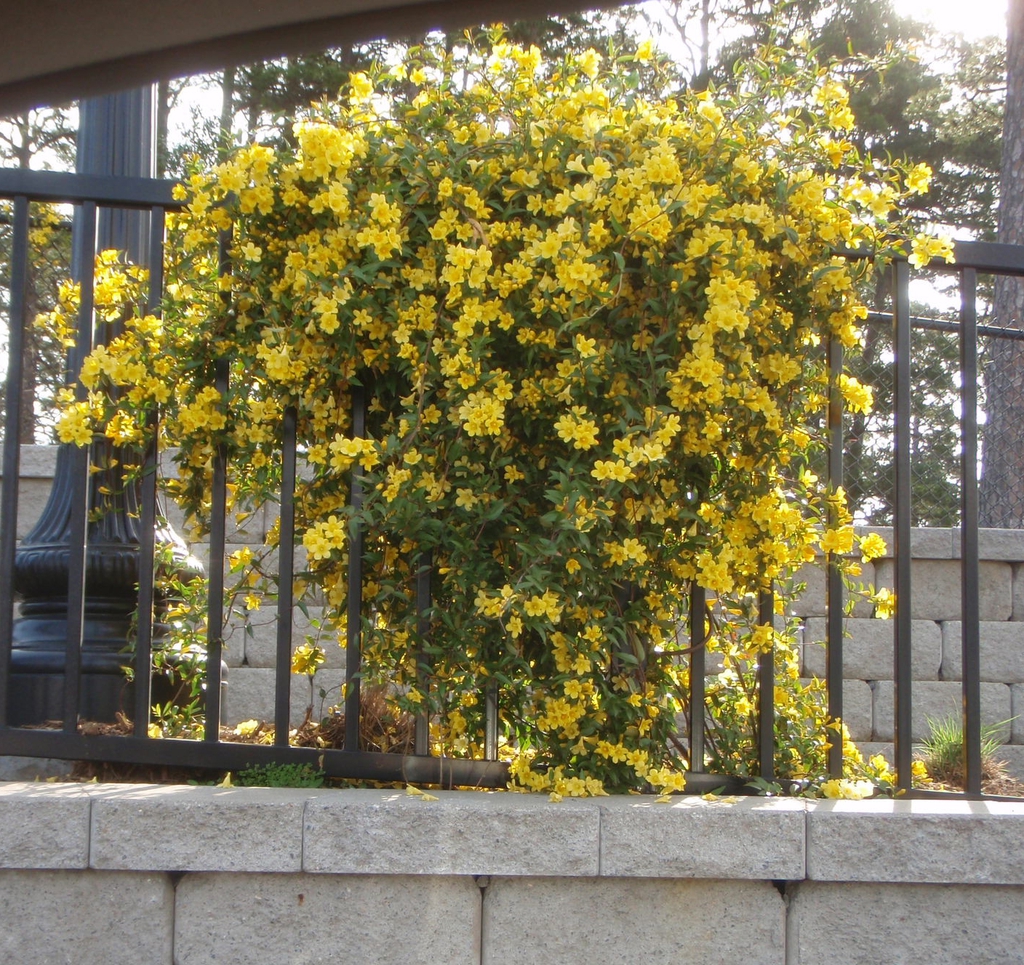 Vine densely covering a metal fence. 100s of yellow flowers.