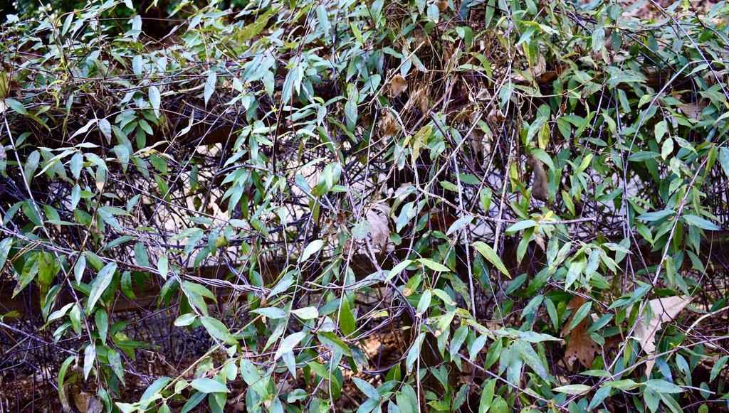 Wirey stems and opposite lanceolate leaves