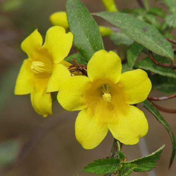 Close-up of yellow, trumpet-shaped flowers.