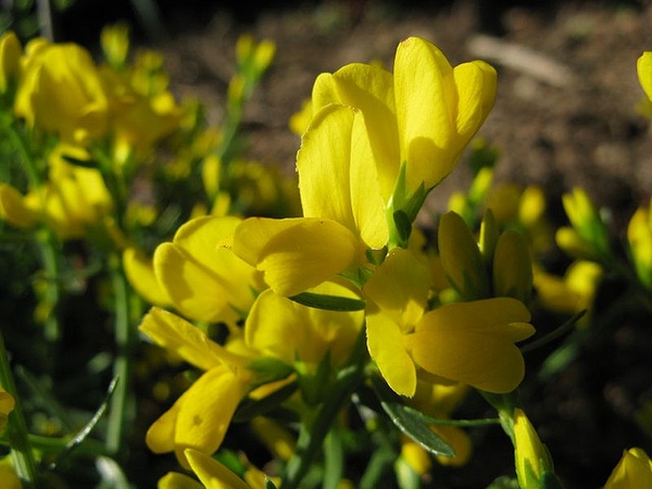 Genista lydia