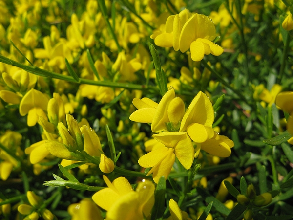 Genista lydia