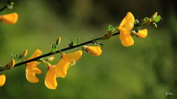 Stem with blooms