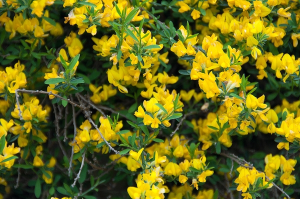 Form in bloom