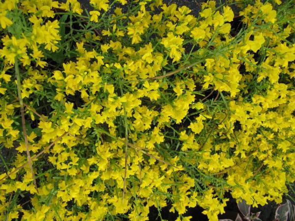Genista lydia