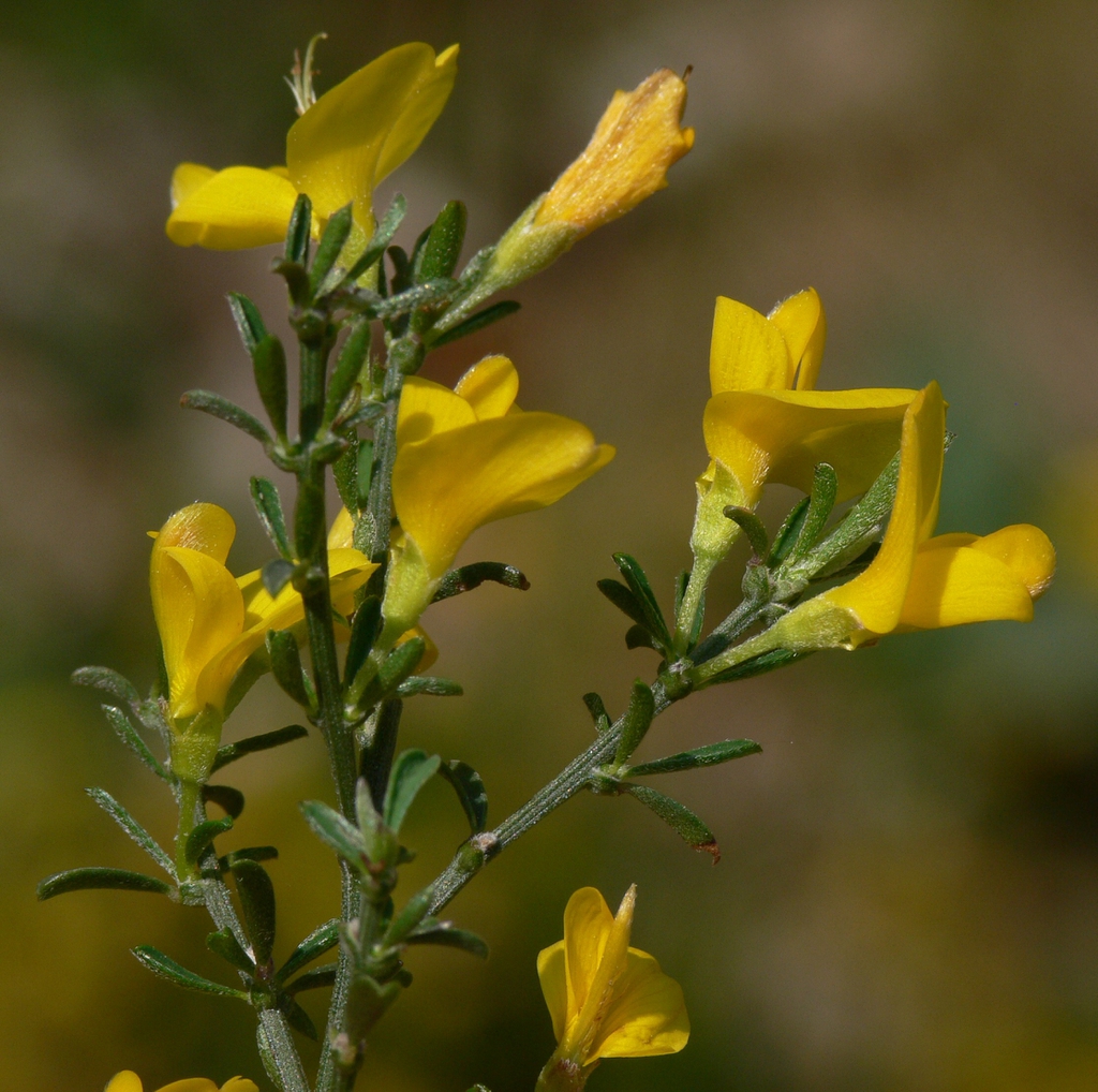 Flower and stem