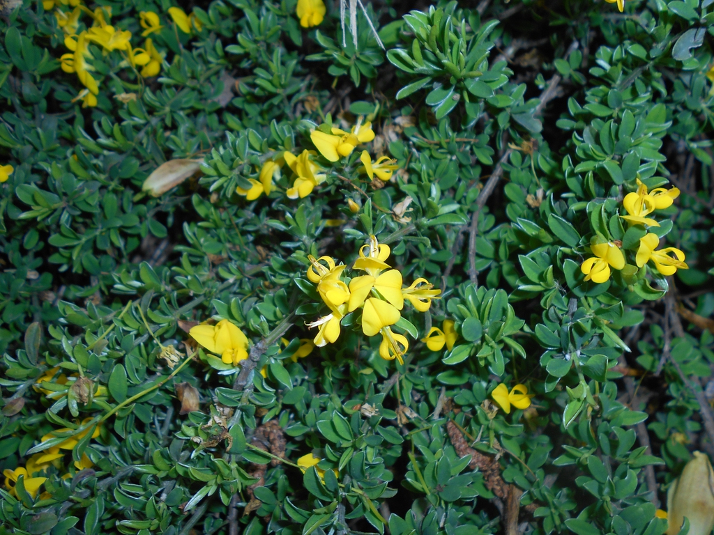 Leaves