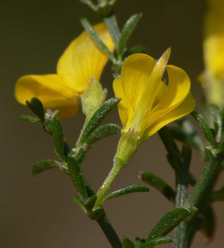 Back of flower