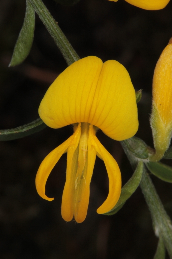 Flower detail