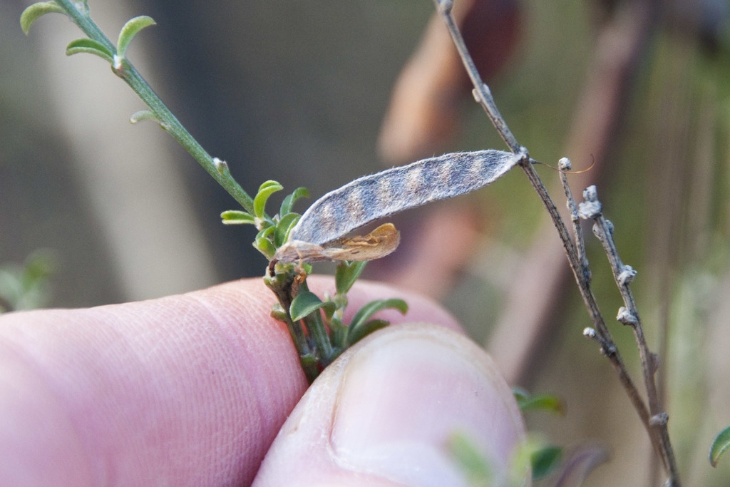Legume in winter