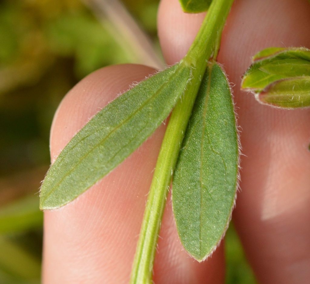 Hairs on leaf and stem