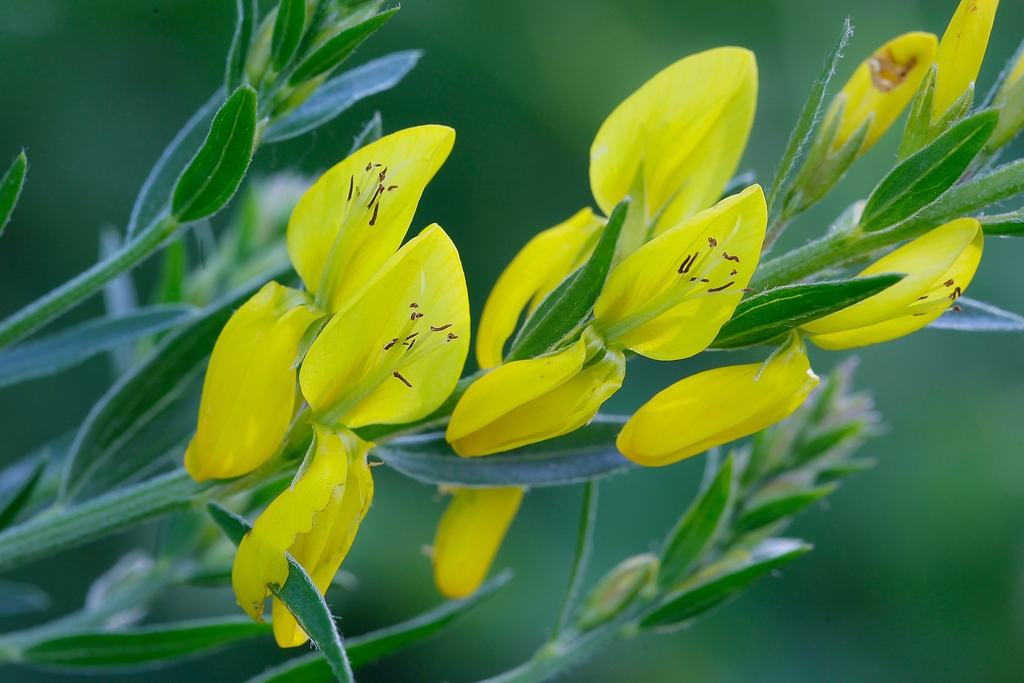 Close up of flower