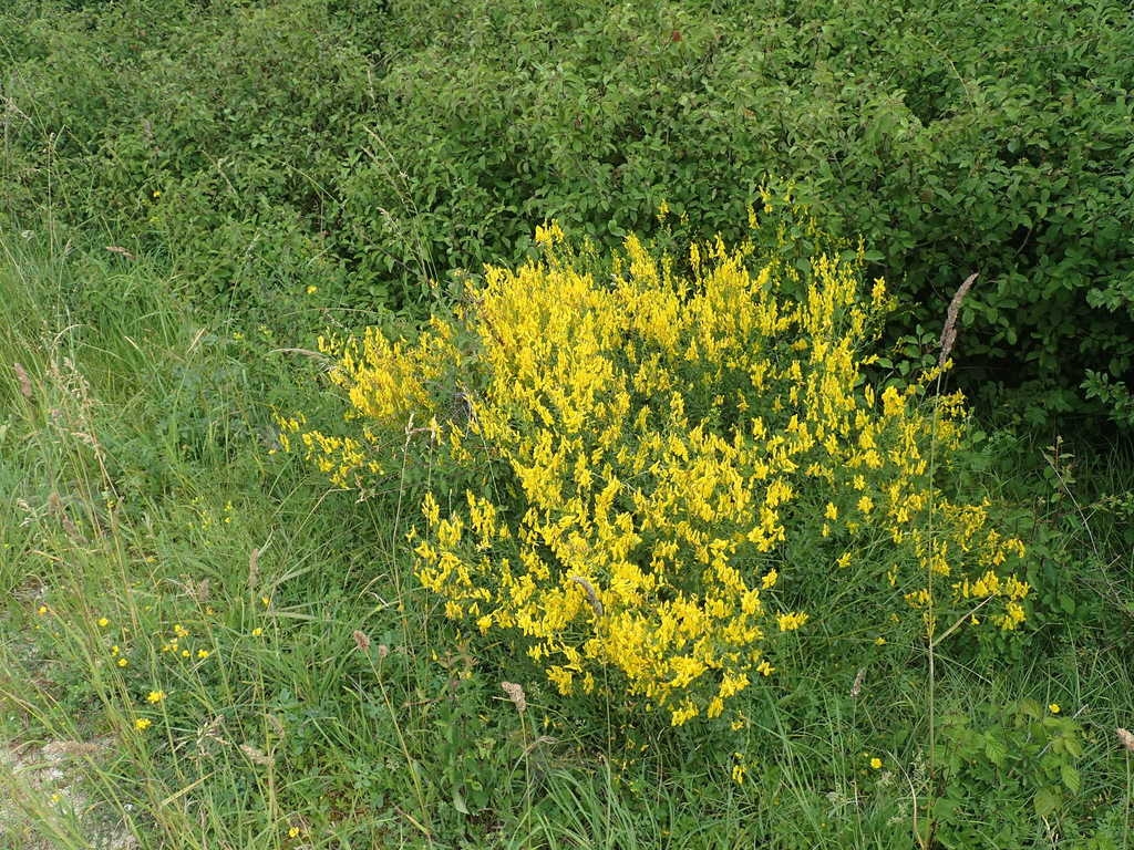 Form