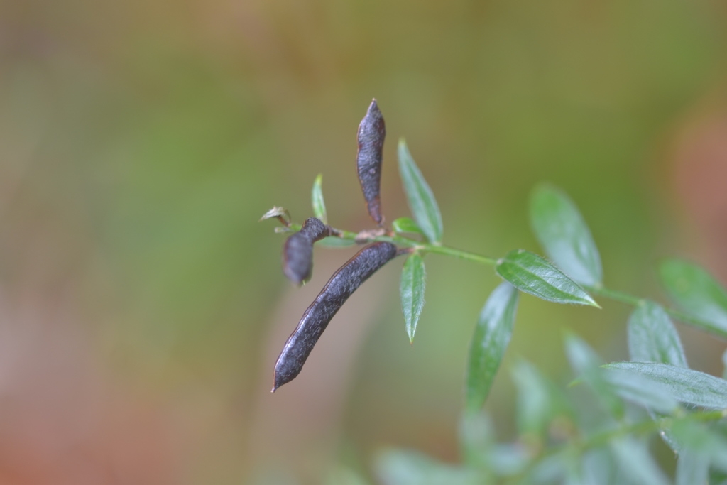 Legumes in winter