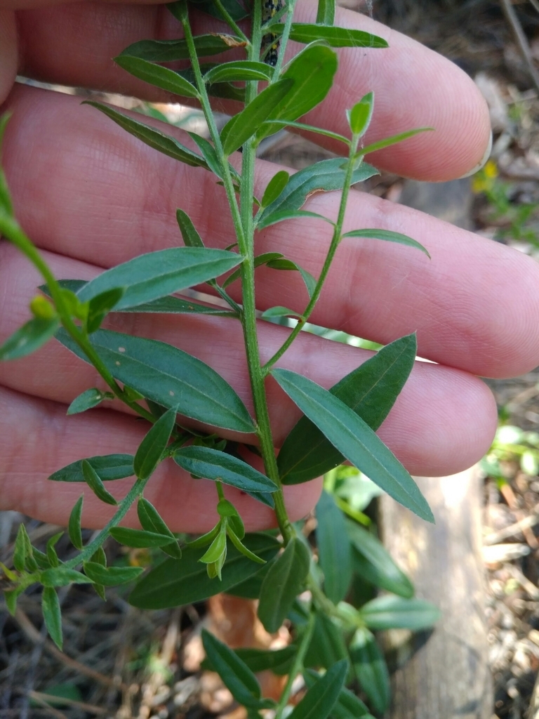 Sessile leaves and stem