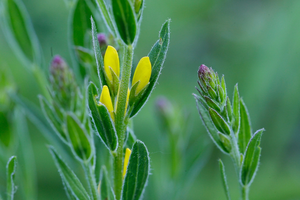 Stem and buds