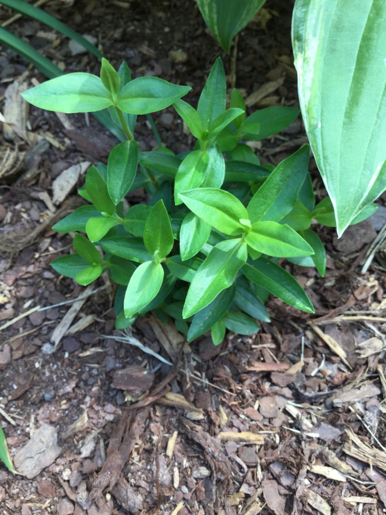 Gentiana acaulis