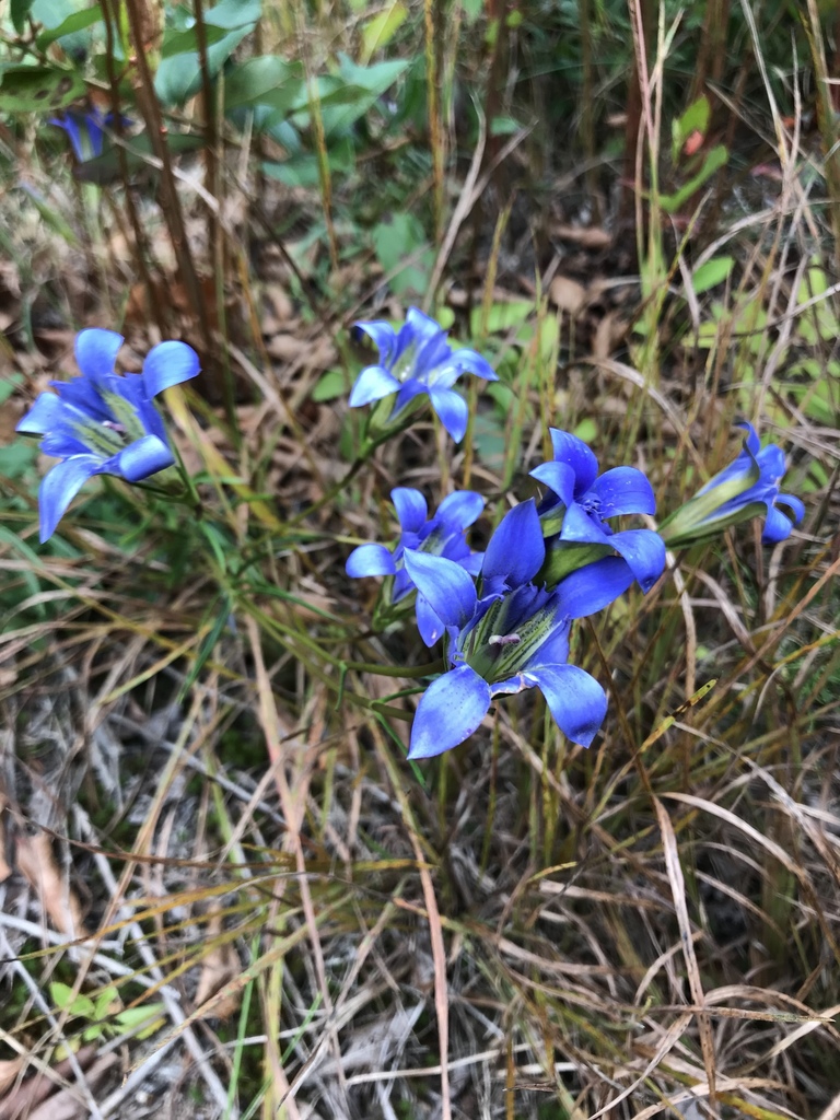 Form