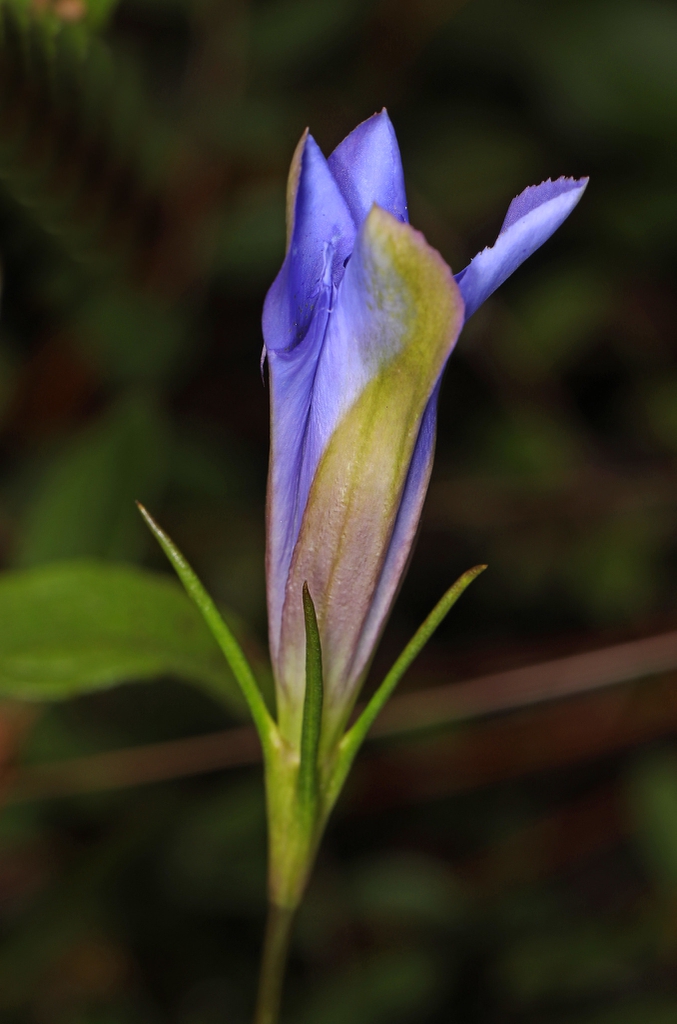 Flower bud