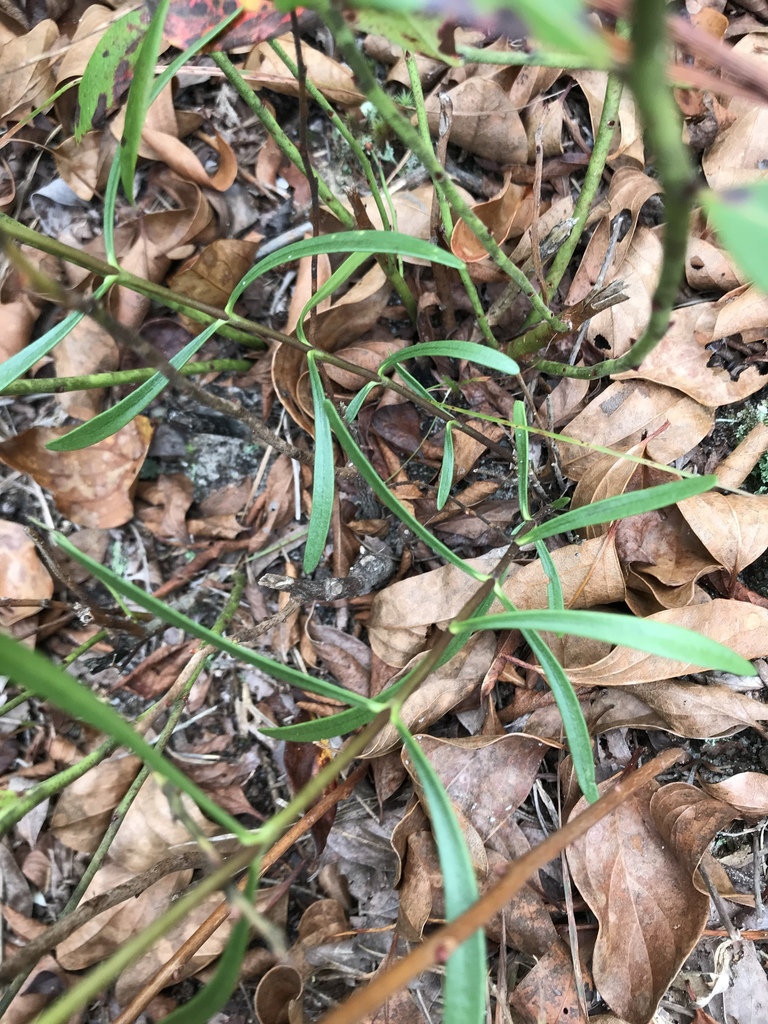 Leaves