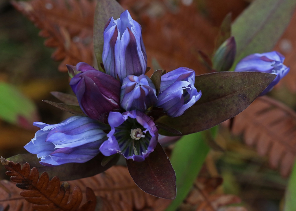 Flowers in the fall, NC Sandhills Game Land