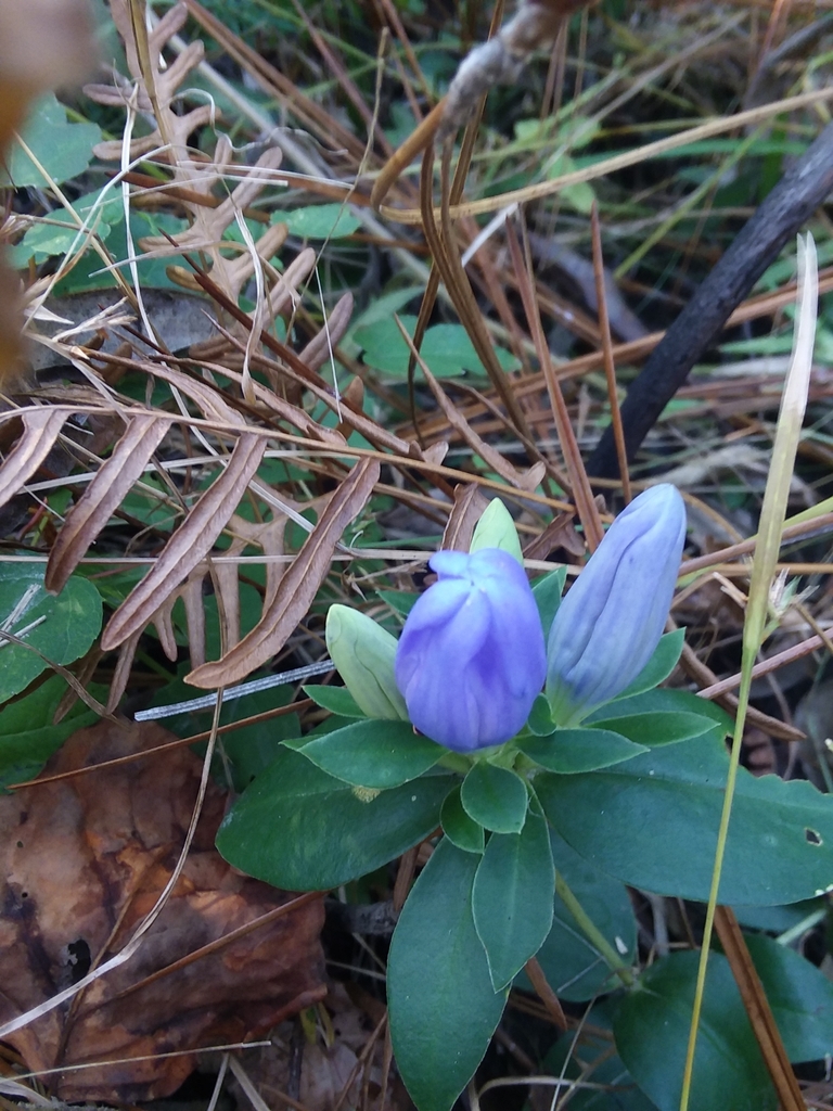Flower and leaves in November, NC Sandhills Game Land