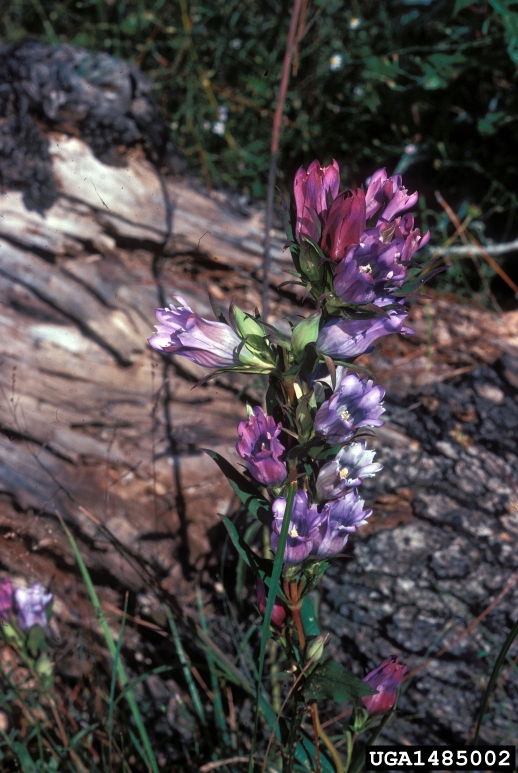 Form