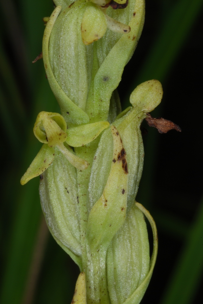 Greenish flowers (Monroe County, NY)-Early Fall