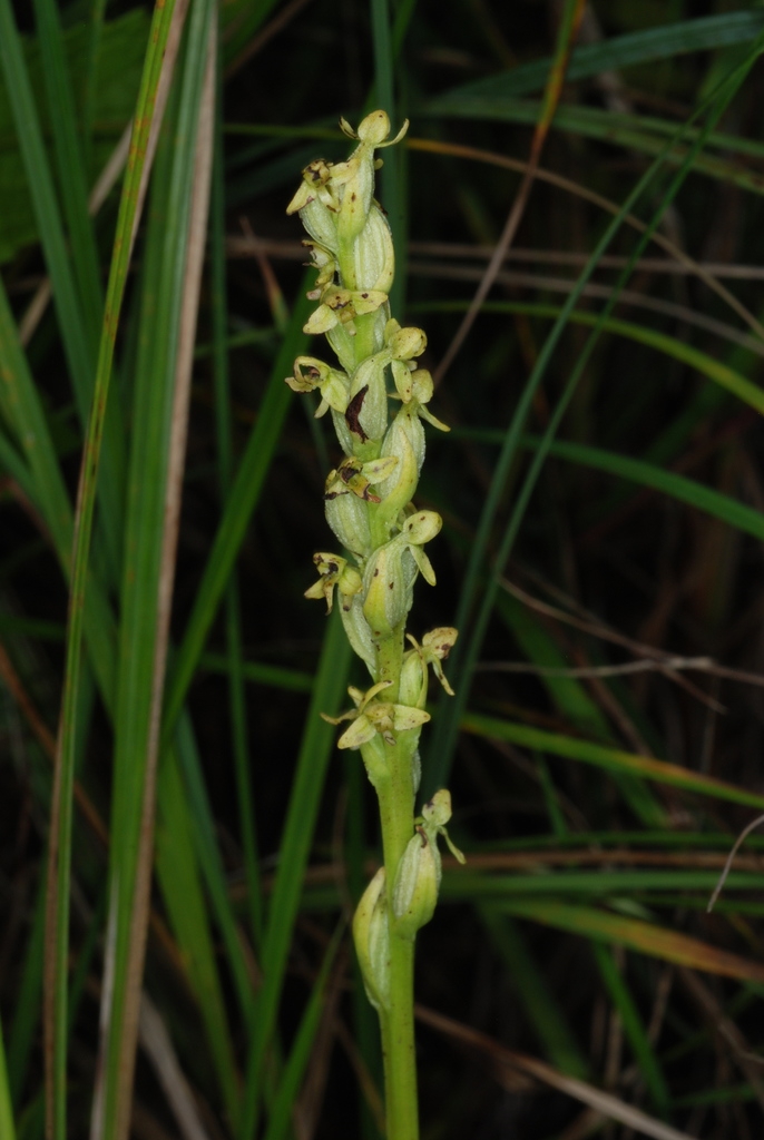 Spike of flowers (Monroe County, NY)-Early Fall